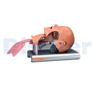 Cabeza Intubacion Ambu